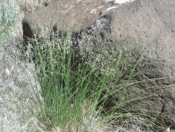 Indian ricegrass (Achnatherum hymenoides )